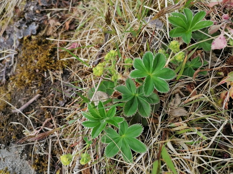 Alchemilla faeroensis photo 4