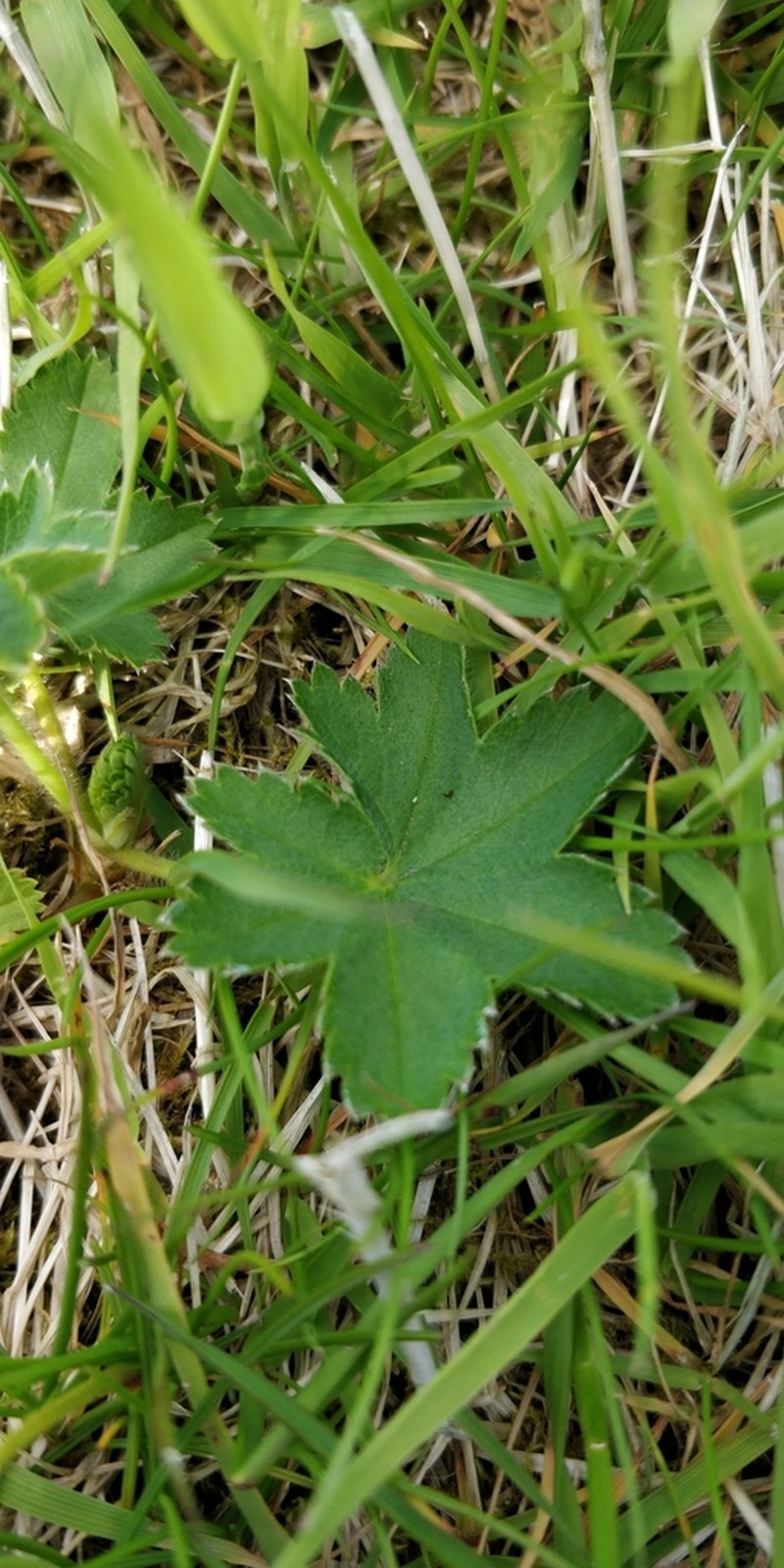 Alchemilla faeroensis photo 5