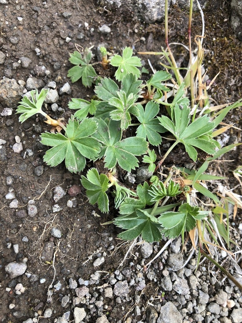 Alchemilla faeroensis photo 6