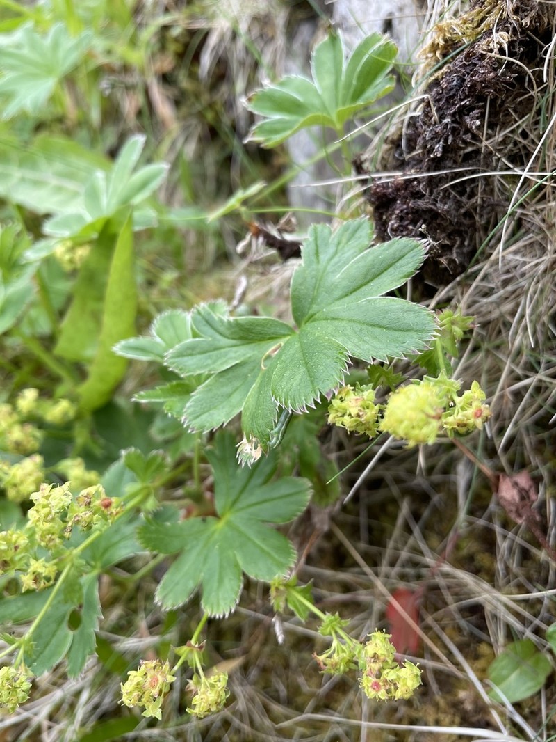 Alchemilla faeroensis photo 7
