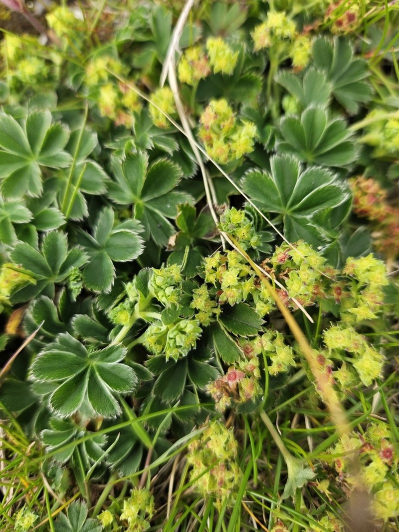Alchemilla faeroensis photo 8