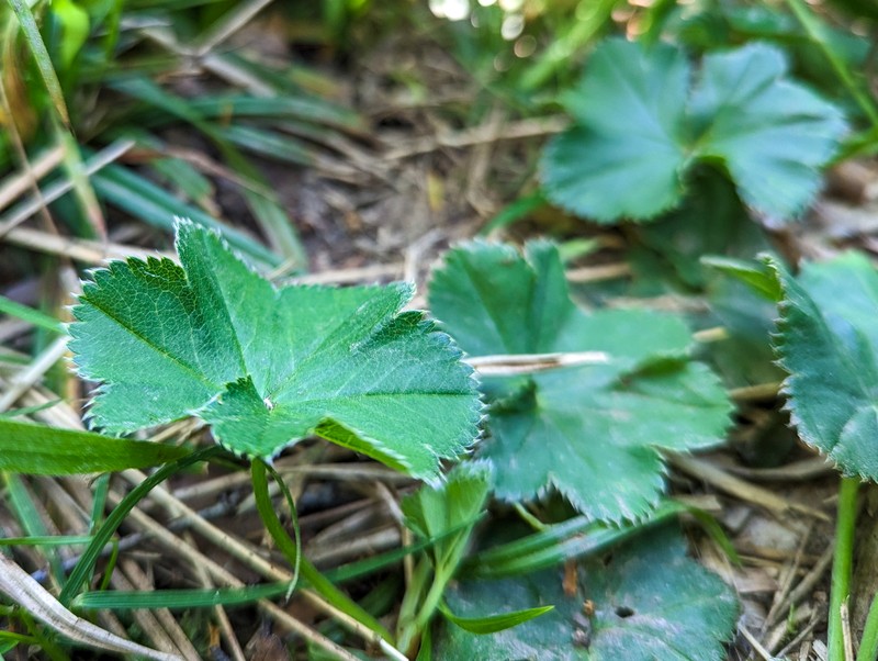 Alchemilla falsadenta