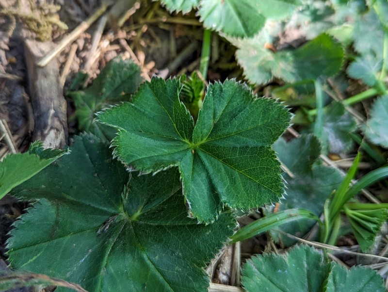 Alchemilla falsadenta photo 2