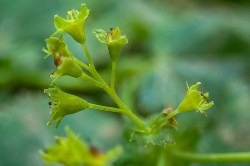 Alchemilla falsadenta photo 3