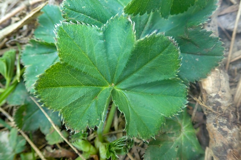 Alchemilla falsadenta photo 4