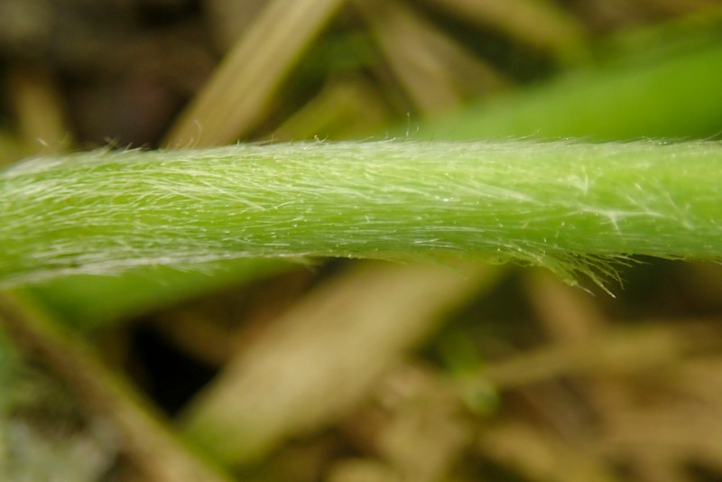 Alchemilla falsadenta photo 5