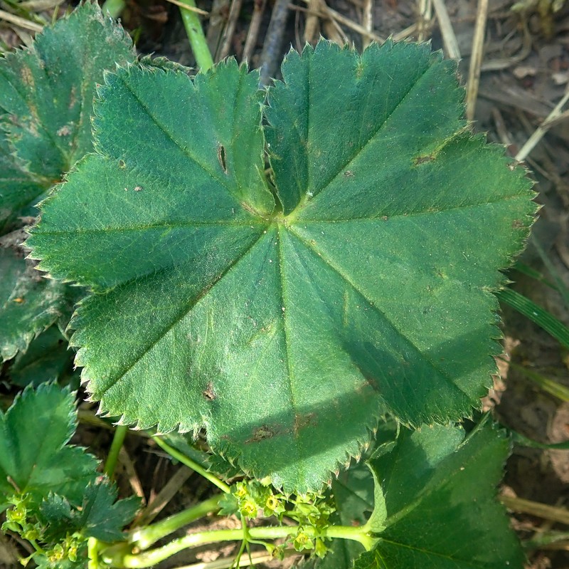 Alchemilla falsadenta photo 6