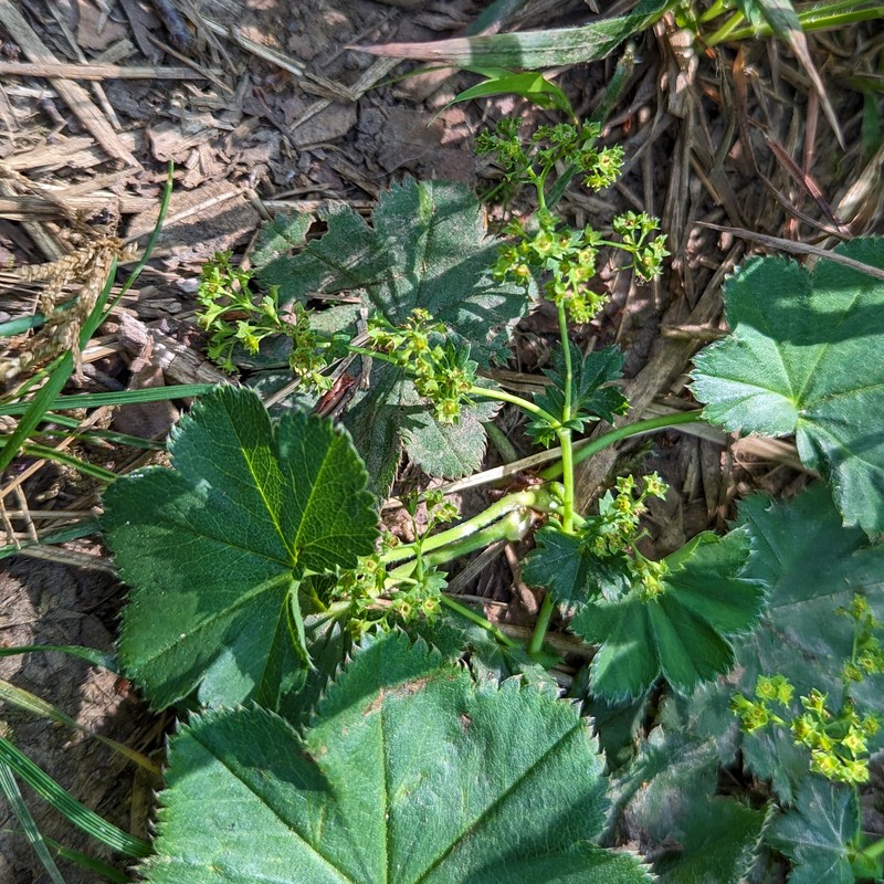 Alchemilla falsadenta photo 7