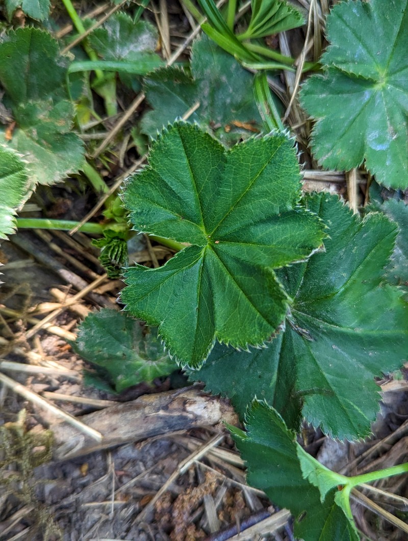 Alchemilla falsadenta photo 8