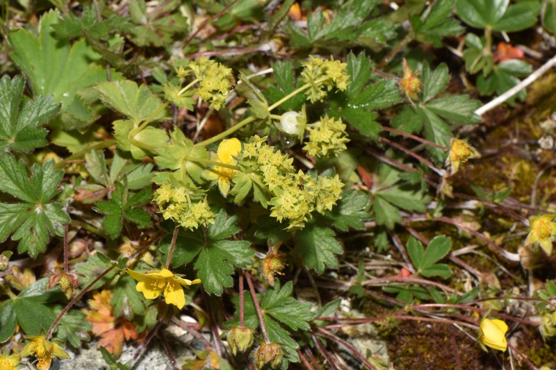 Thinstem Lady's Mantle photo 2
