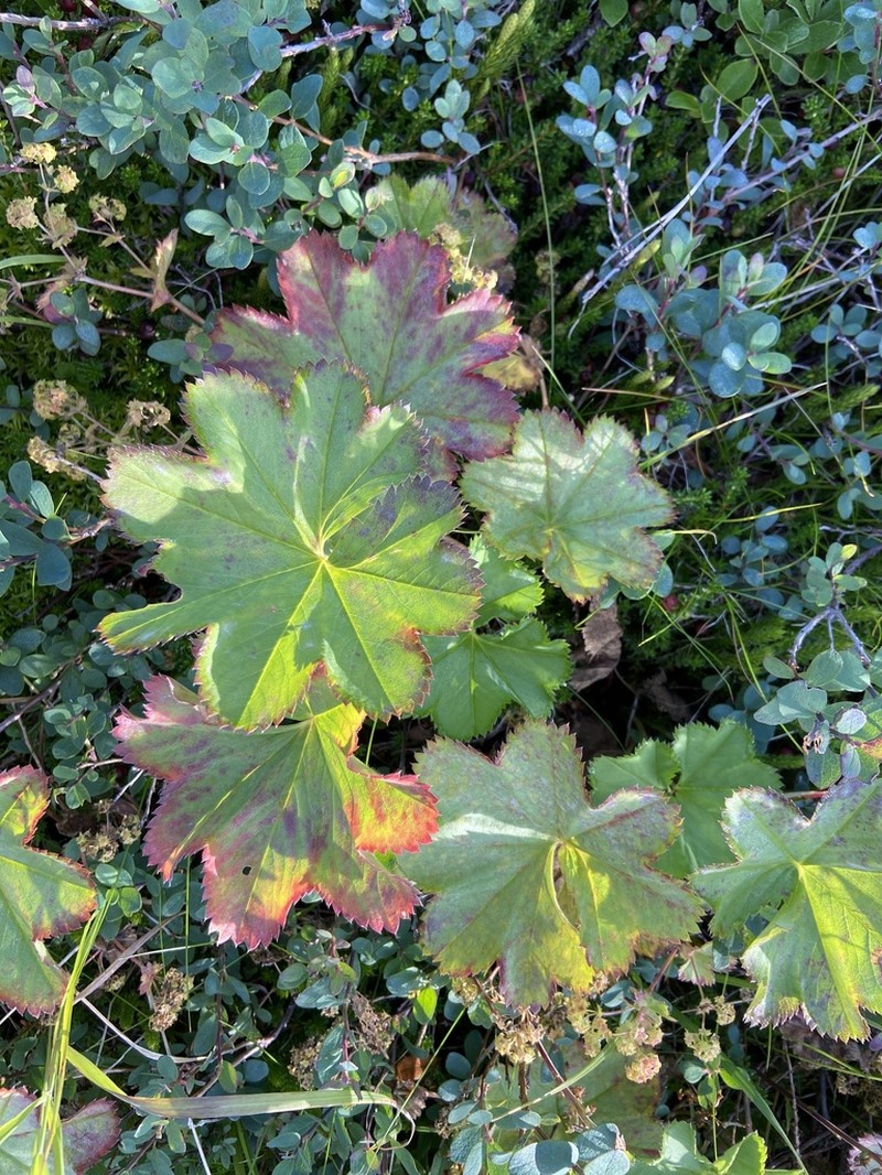 Thinstem Lady's Mantle photo 3