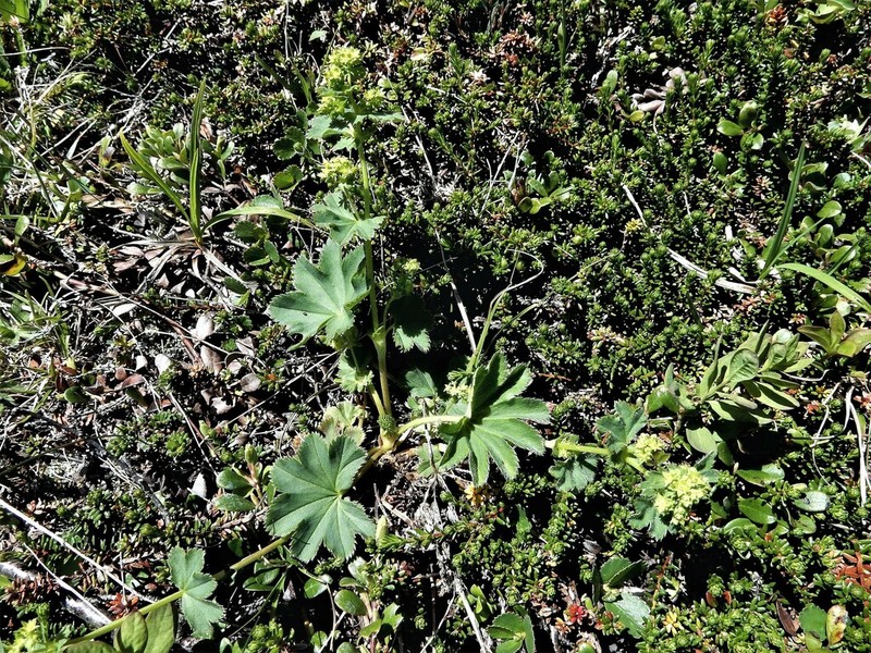 Thinstem Lady's Mantle photo 4