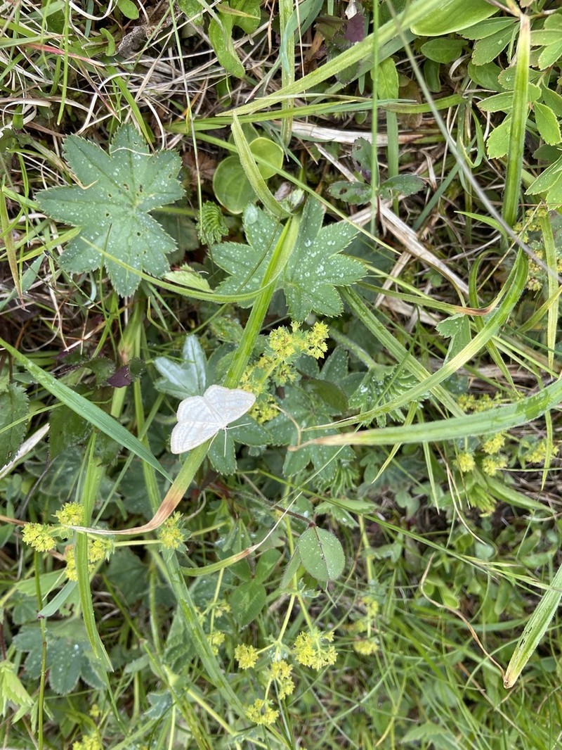 Thinstem Lady's Mantle photo 5