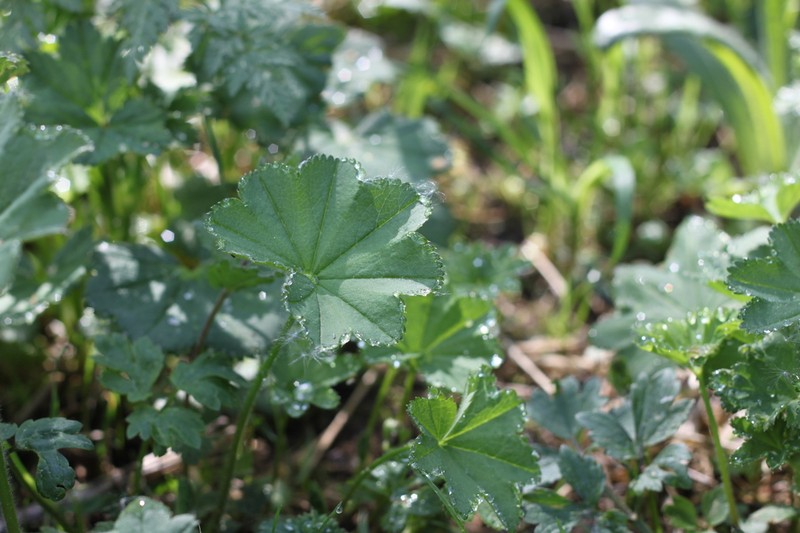 Thinstem Lady's Mantle photo 7