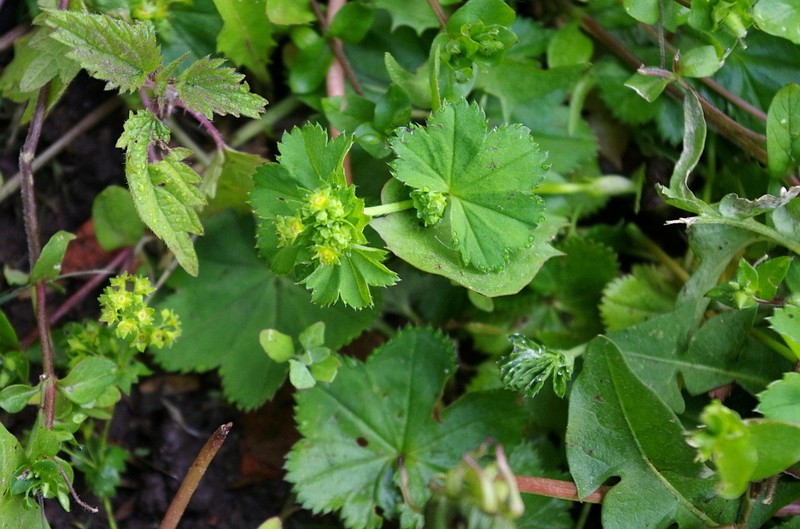 Thinstem Lady's Mantle photo 8