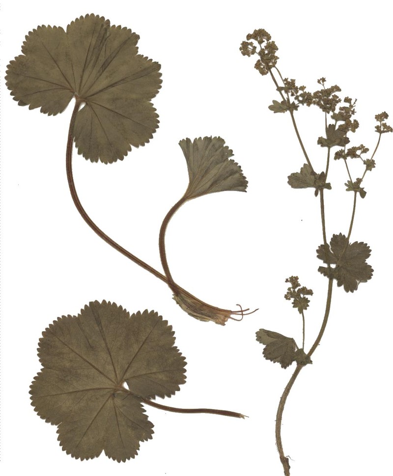 Thinstem Lady's Mantle