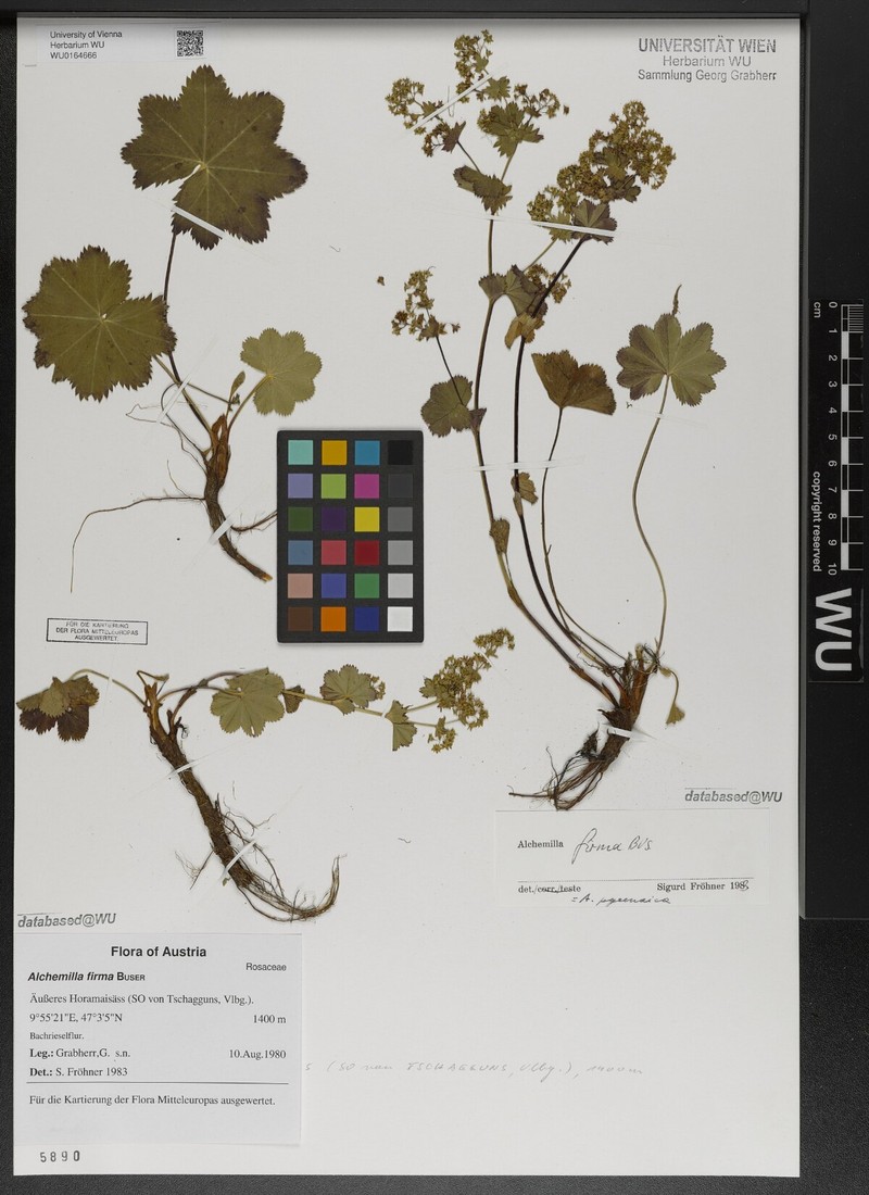 Alchemilla firma