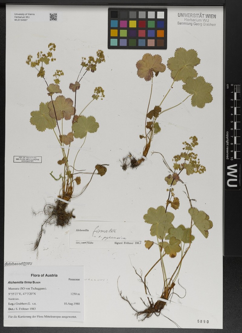 Alchemilla firma photo 2