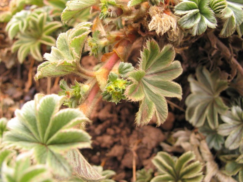 Alchemilla fischeri