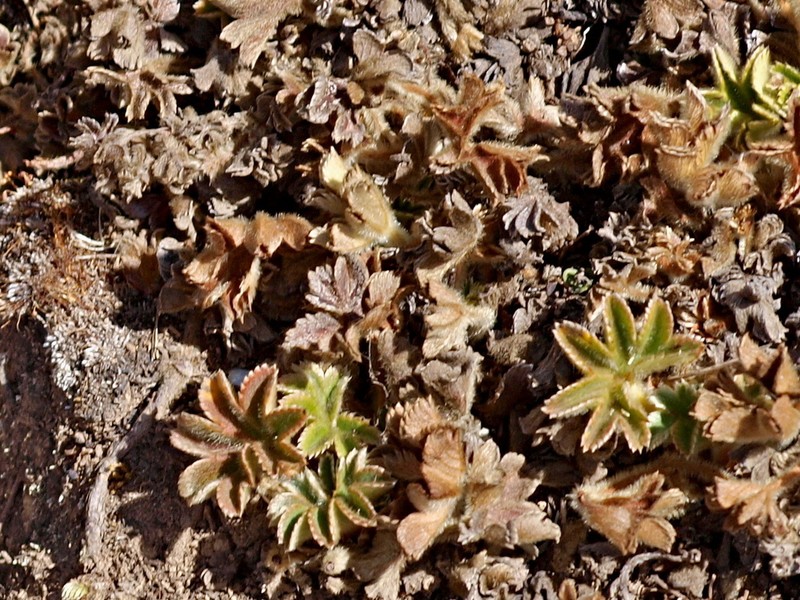 Alchemilla fischeri photo 2