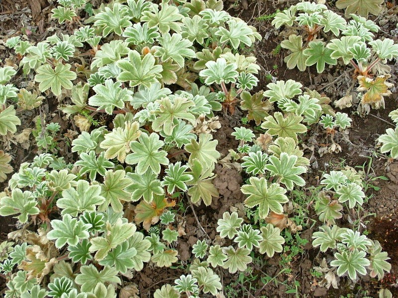 Alchemilla fischeri photo 3