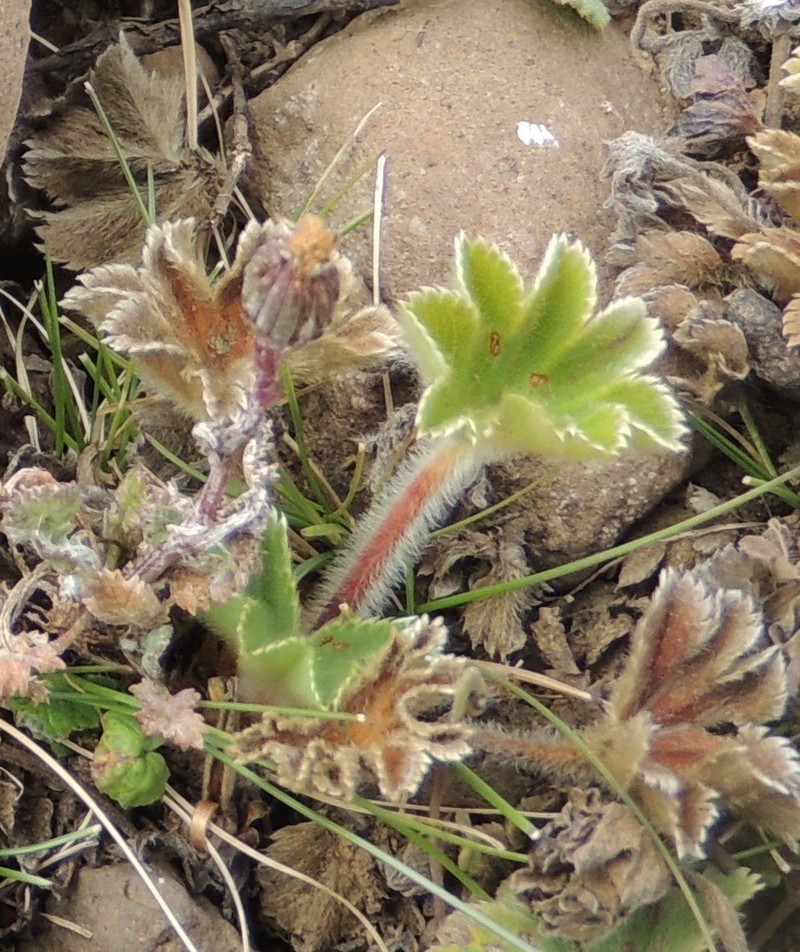 Alchemilla fischeri photo 5