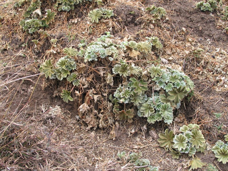 Alchemilla fischeri photo 6