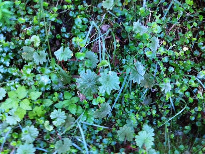 Alchemilla fischeri photo 7