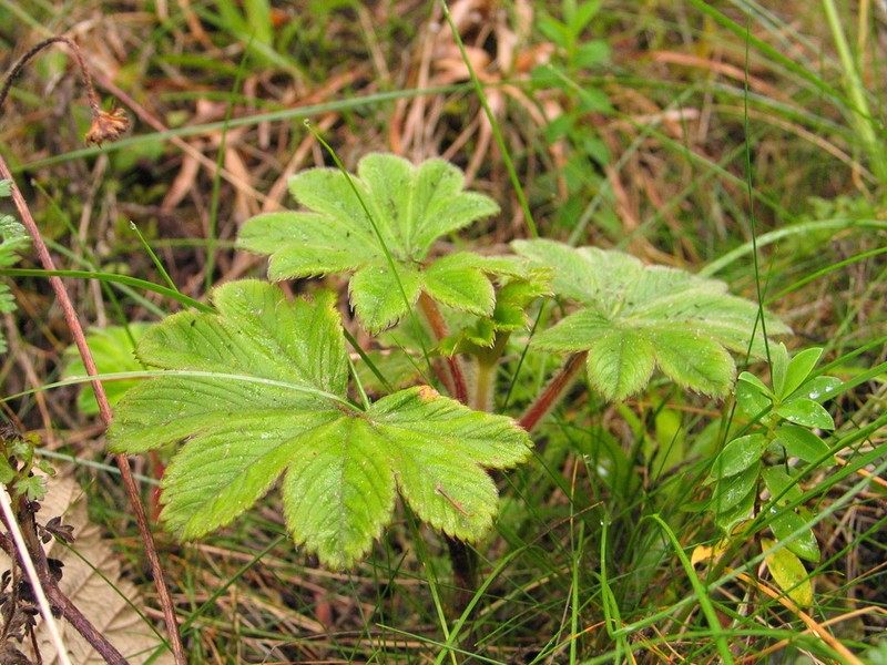 Alchemilla fischeri photo 8