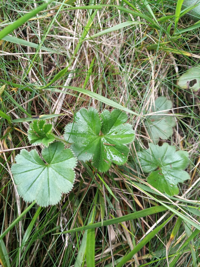 Alchemilla fischeri subsp. fischeri