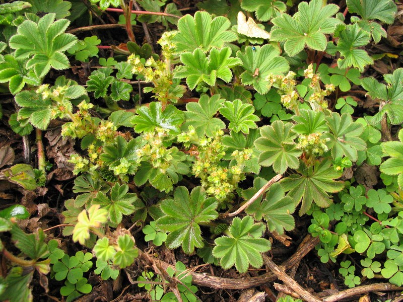 Alchemilla fischeri subsp. fischeri photo 4