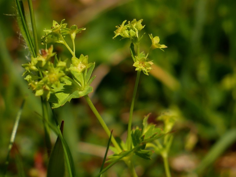 Alchemilla fissa photo 2