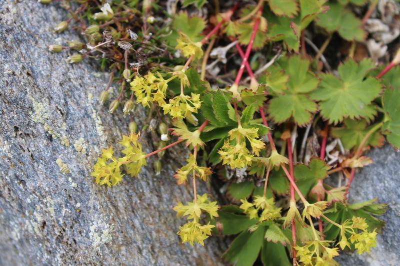 Alchemilla fissa photo 3
