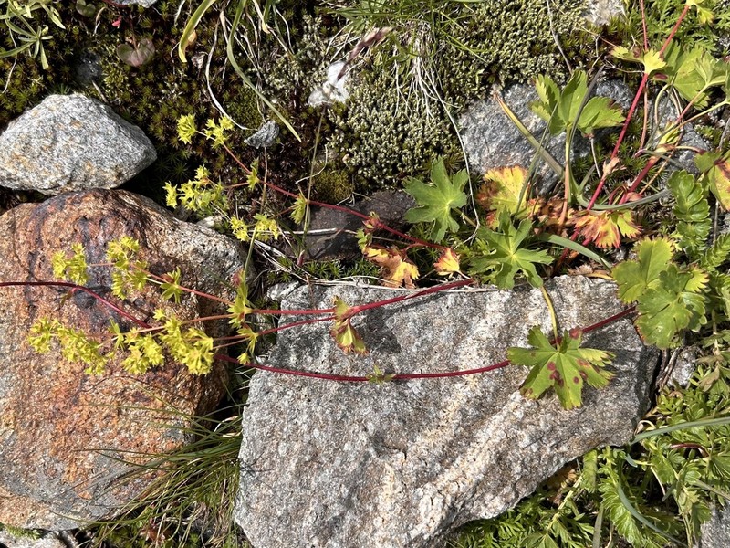 Alchemilla fissa photo 4
