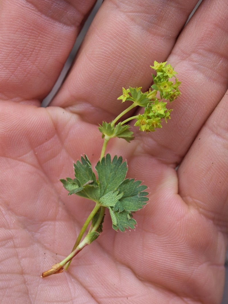 Alchemilla fissa photo 5