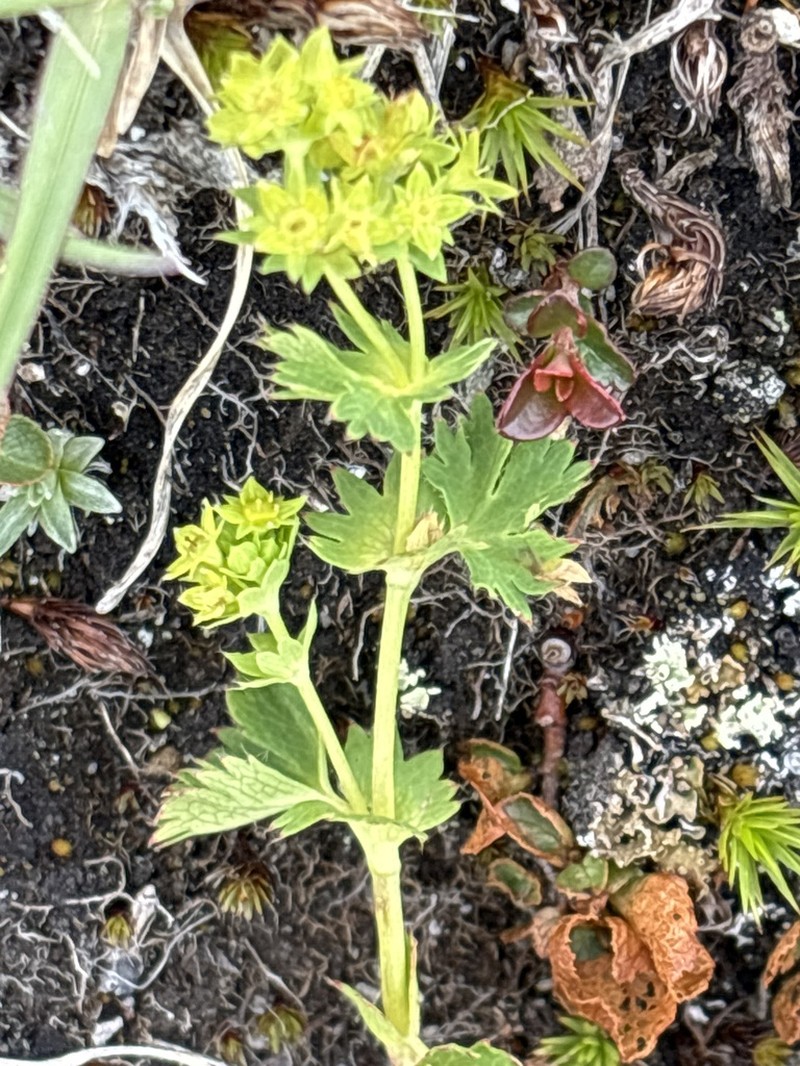 Alchemilla fissa photo 6