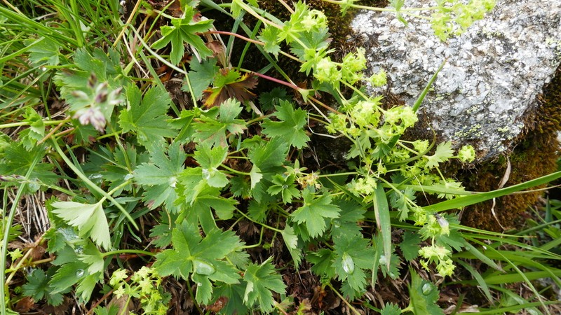 Alchemilla fissa photo 7