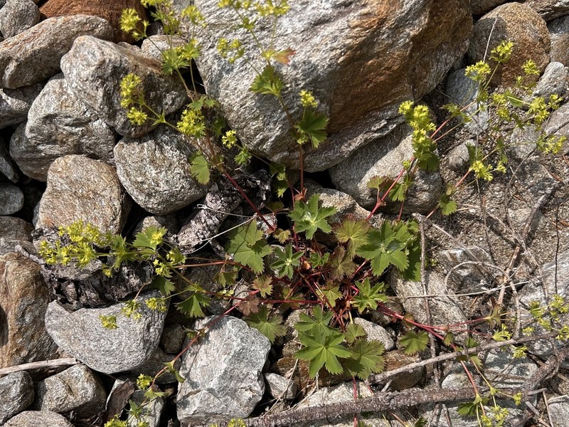 Alchemilla fissa photo 8
