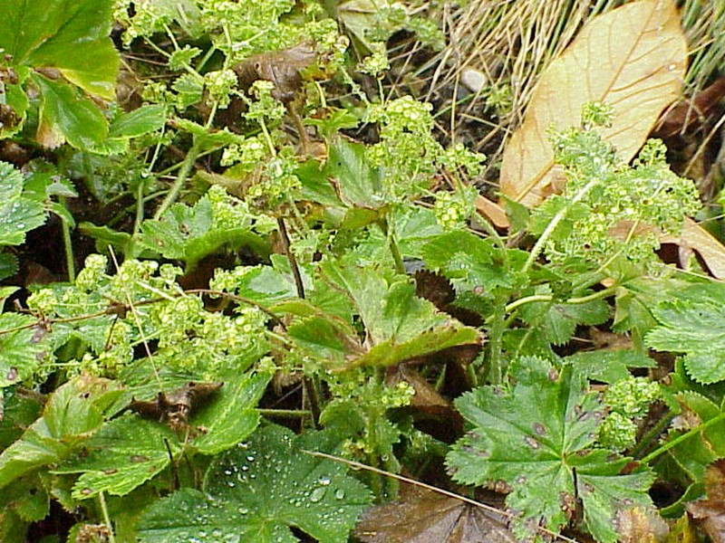 Alchemilla flabellata