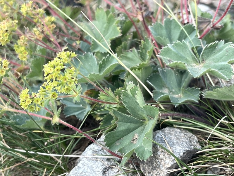 Alchemilla flabellata photo 2