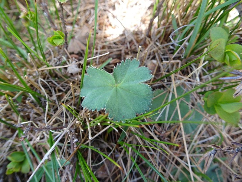 Alchemilla flabellata photo 5