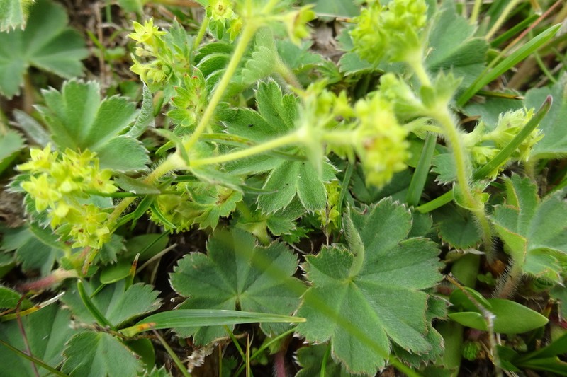 Alchemilla flabellata photo 6