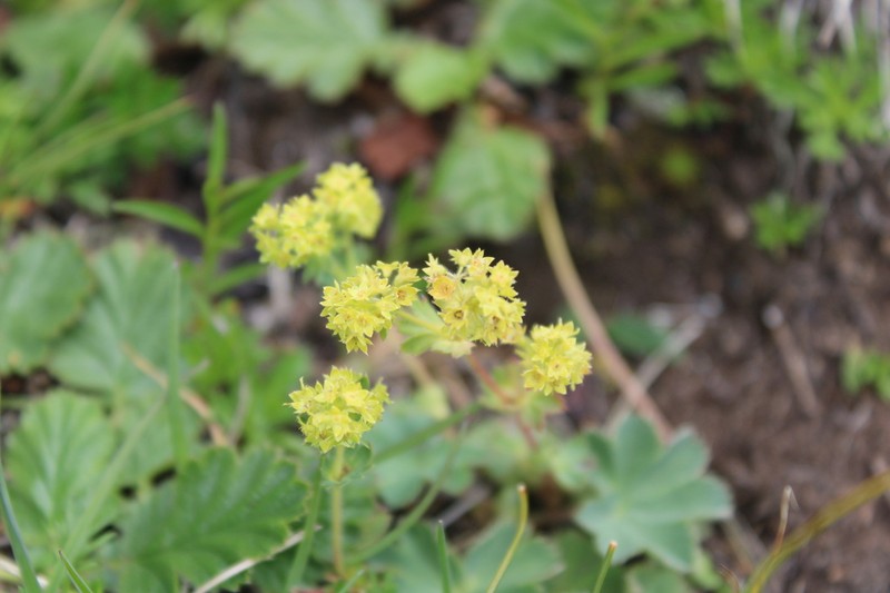 Alchemilla flabellata photo 7