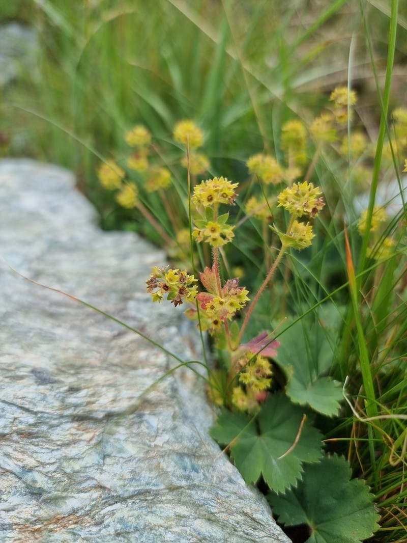 Alchemilla flabellata photo 8