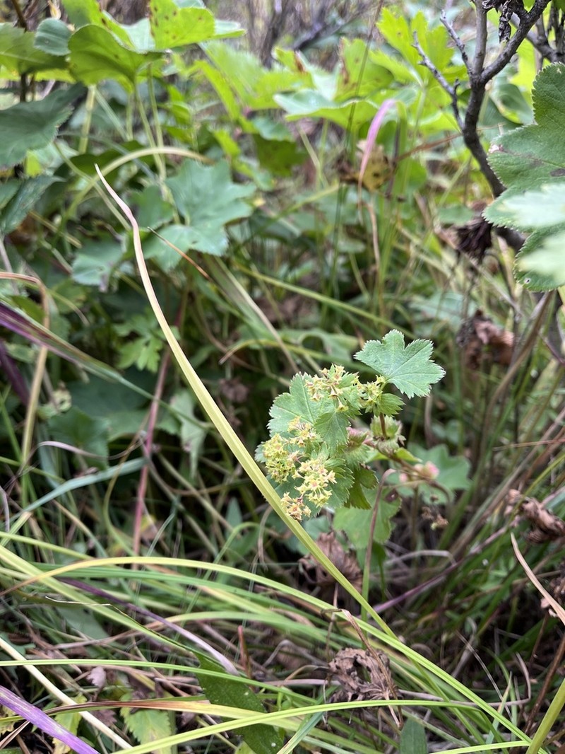 Alchemilla flavescens