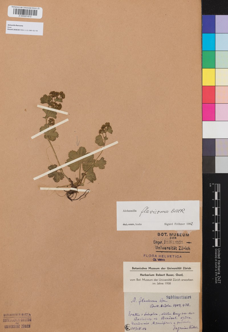 Alchemilla flavicoma