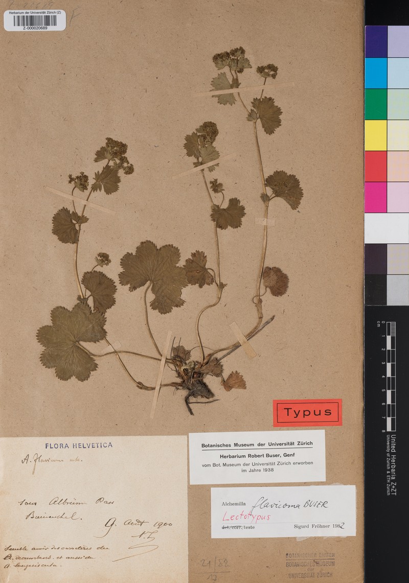 Alchemilla flavicoma photo 2