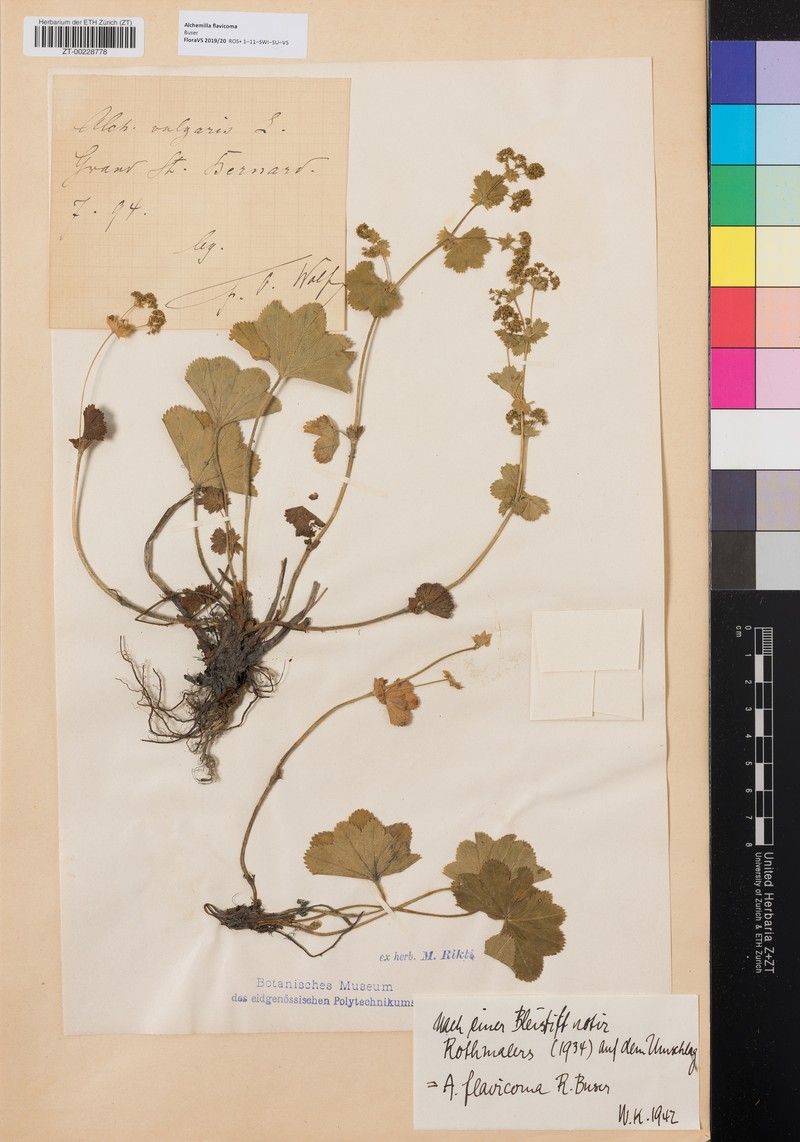 Alchemilla flavicoma photo 3