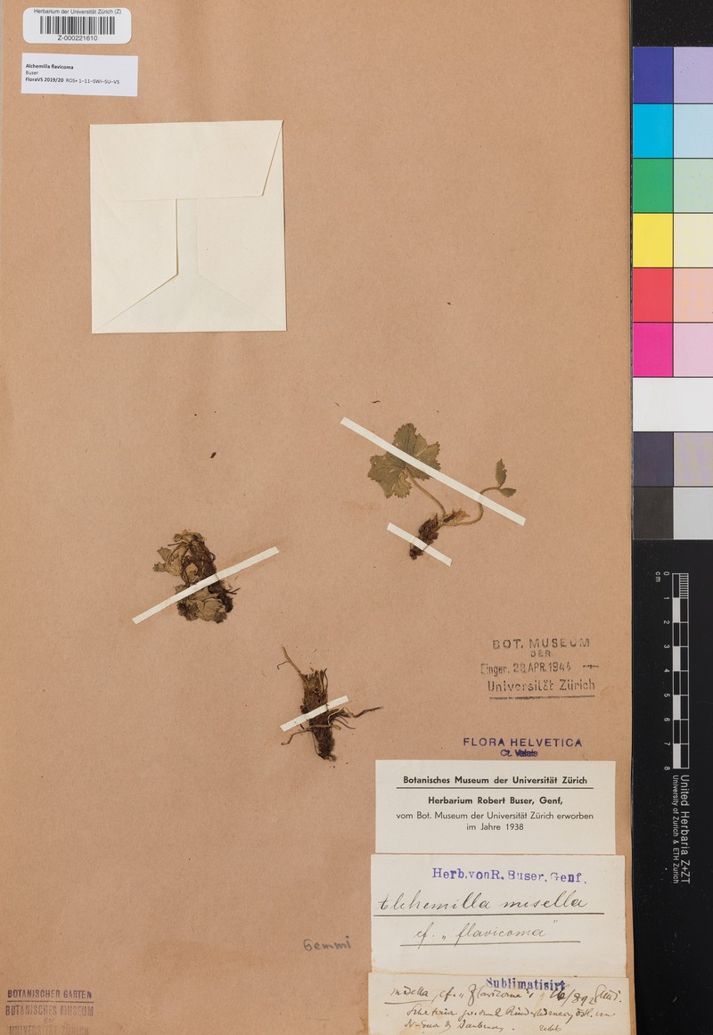 Alchemilla flavicoma photo 6