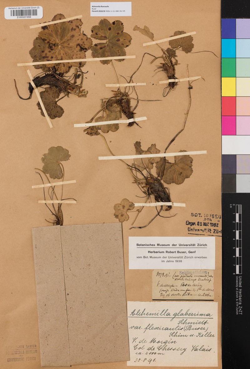 Alchemilla flexicaulis photo 2